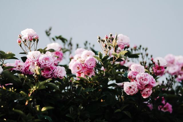 A pink camelia bush